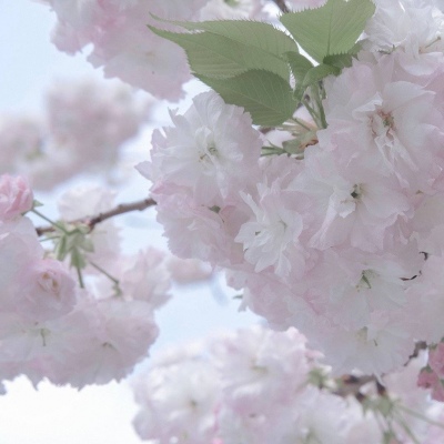 Furry绘画笔刷实用运用兽圈社群